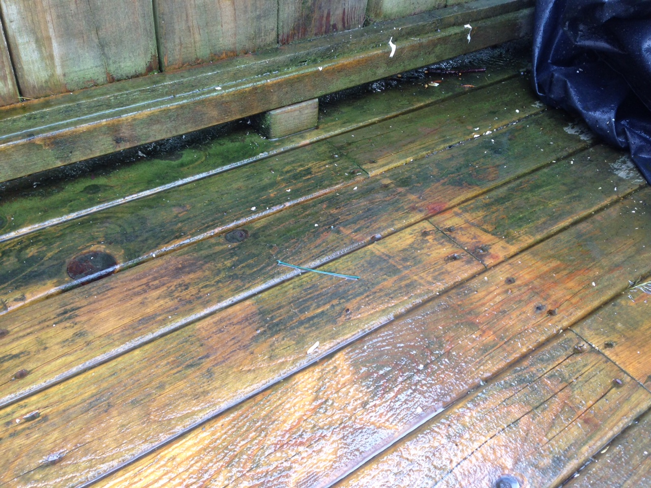 Help My Patio Deck Is Turning Green pertaining to size 1280 X 960