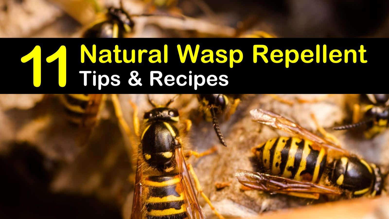 Keeping Wasps Away 11 Natural Wasp Repellent Tips And Recipes with sizing 1600 X 900