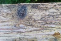 Mold And Mildew On Wood Decks Best Deck Stain Reviews Ratings for measurements 1296 X 968