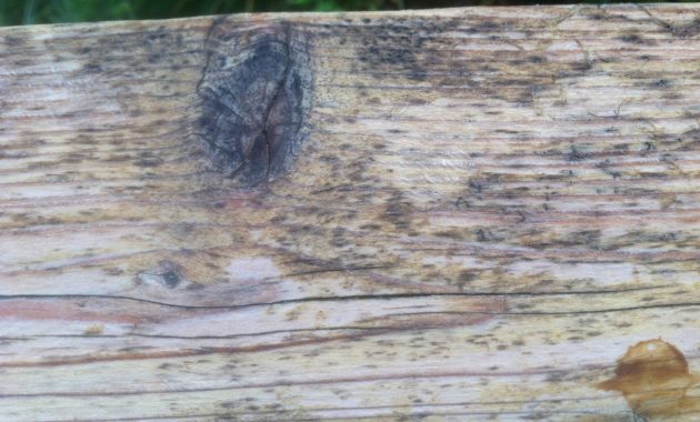 Mold And Mildew On Wood Decks Best Deck Stain Reviews Ratings in size 1296 X 968