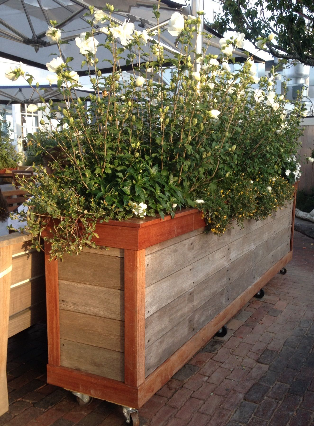 Moveable Large Privacy Planter Perfect For Screening On Balconies intended for size 1325 X 1796