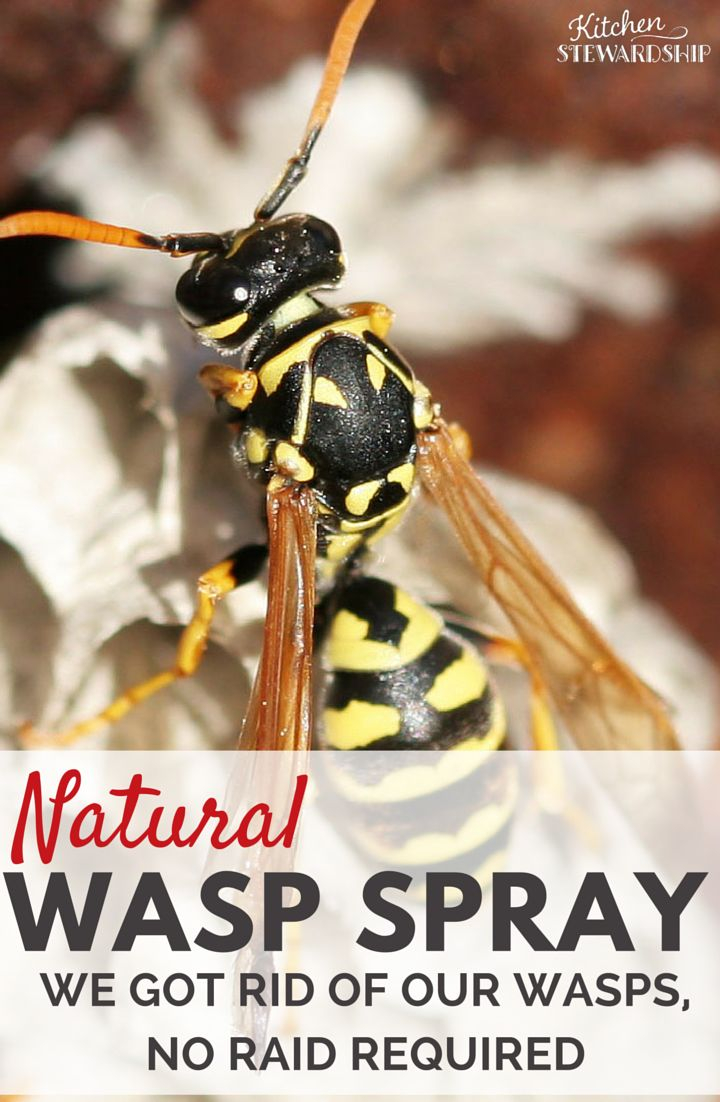 Natural Wasp Killer Get Rid Of Wasp Nests Without Chemicals with regard to dimensions 720 X 1102