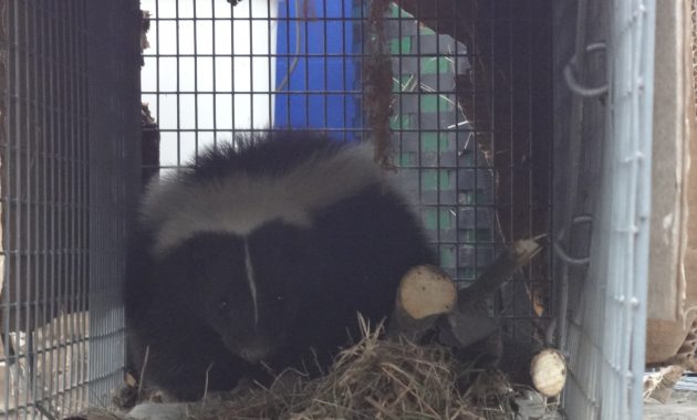 Removing Skunks Under My House Maine Wildlife Man intended for measurements 1920 X 1080