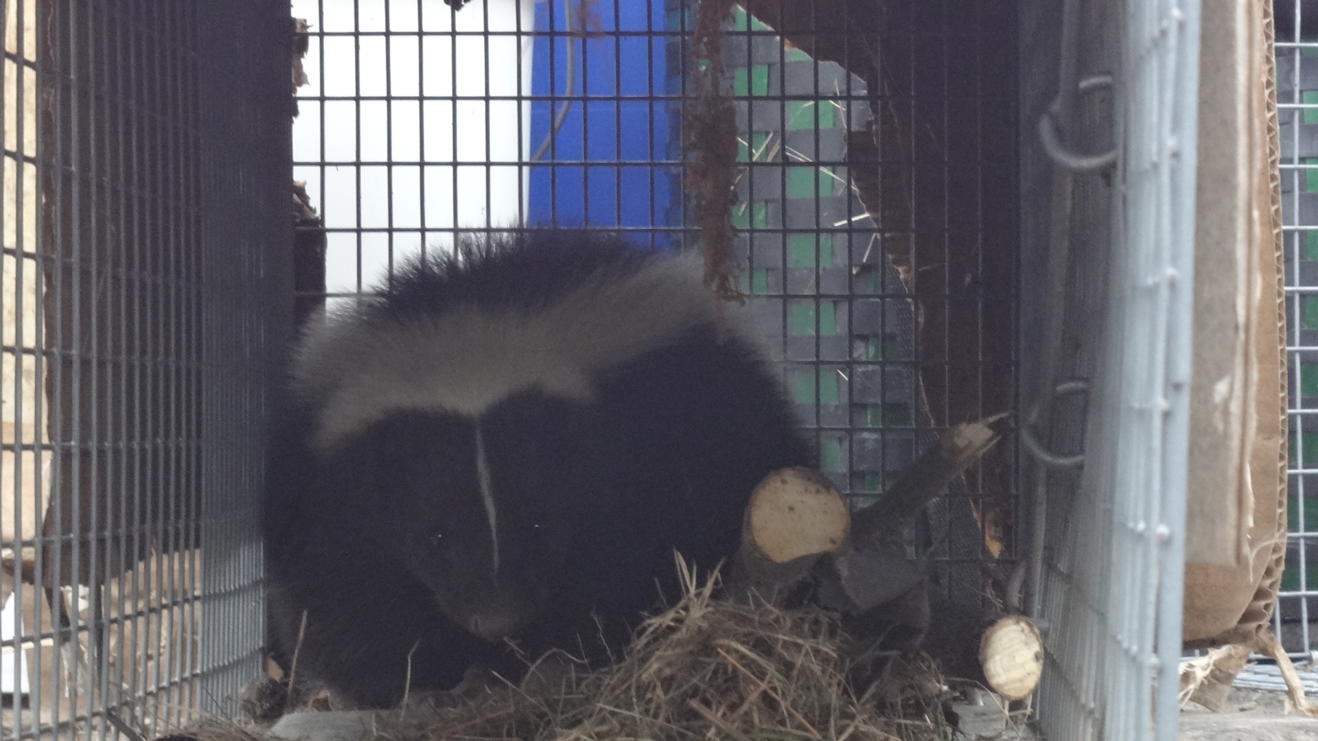 Removing Skunks Under My House Maine Wildlife Man intended for size 1920 X 1080