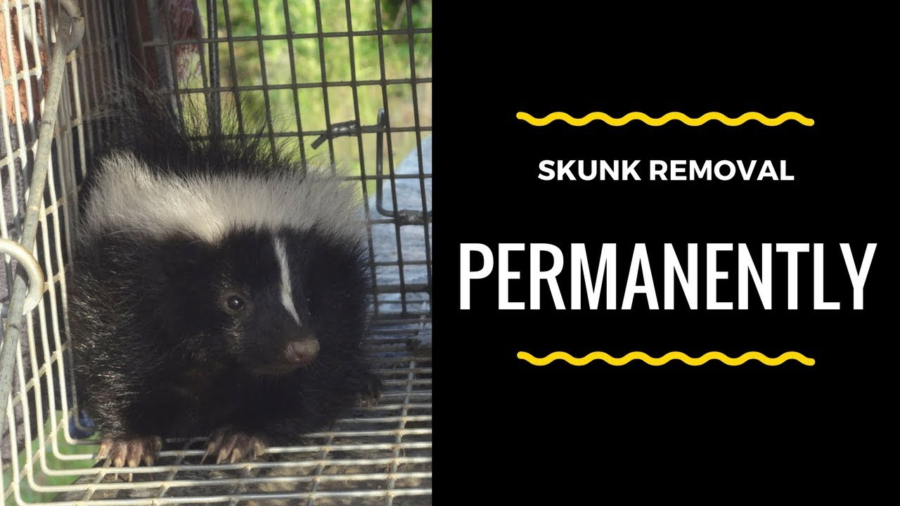 Removing Skunks Under My House Maine Wildlife Man with regard to sizing 1280 X 720