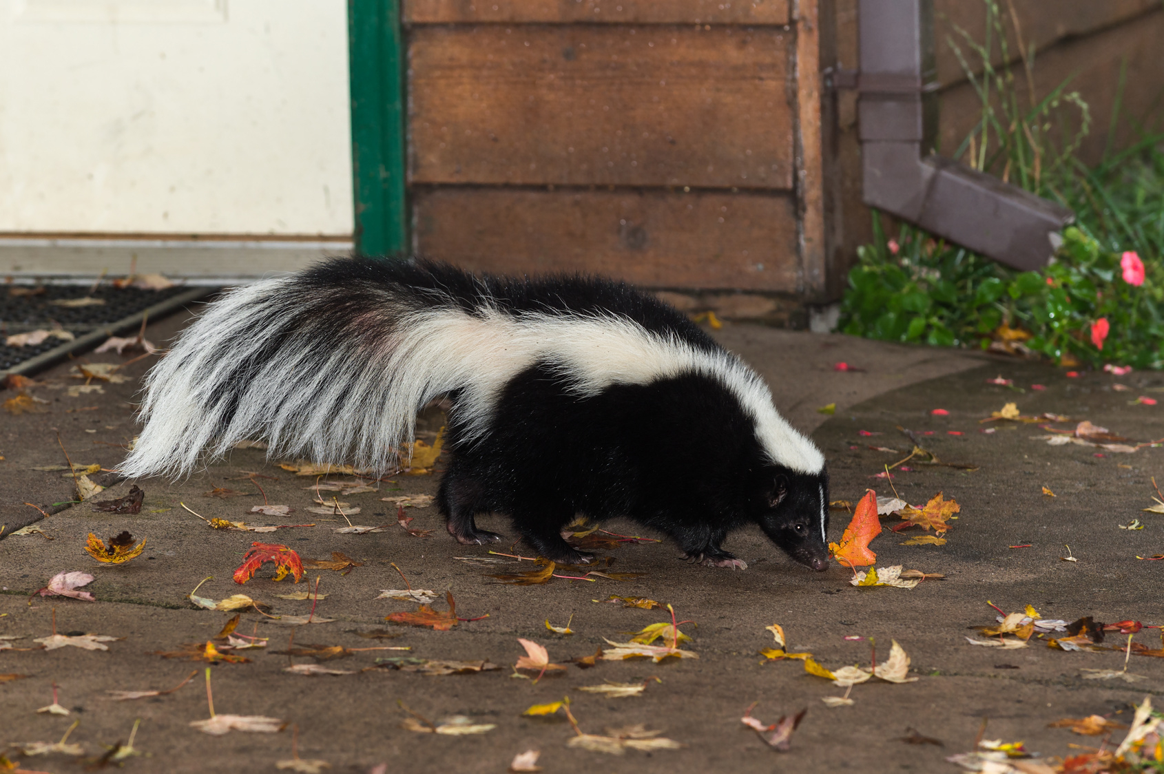 Skunk Removal Control Animal Control Specialists throughout proportions 1690 X 1124