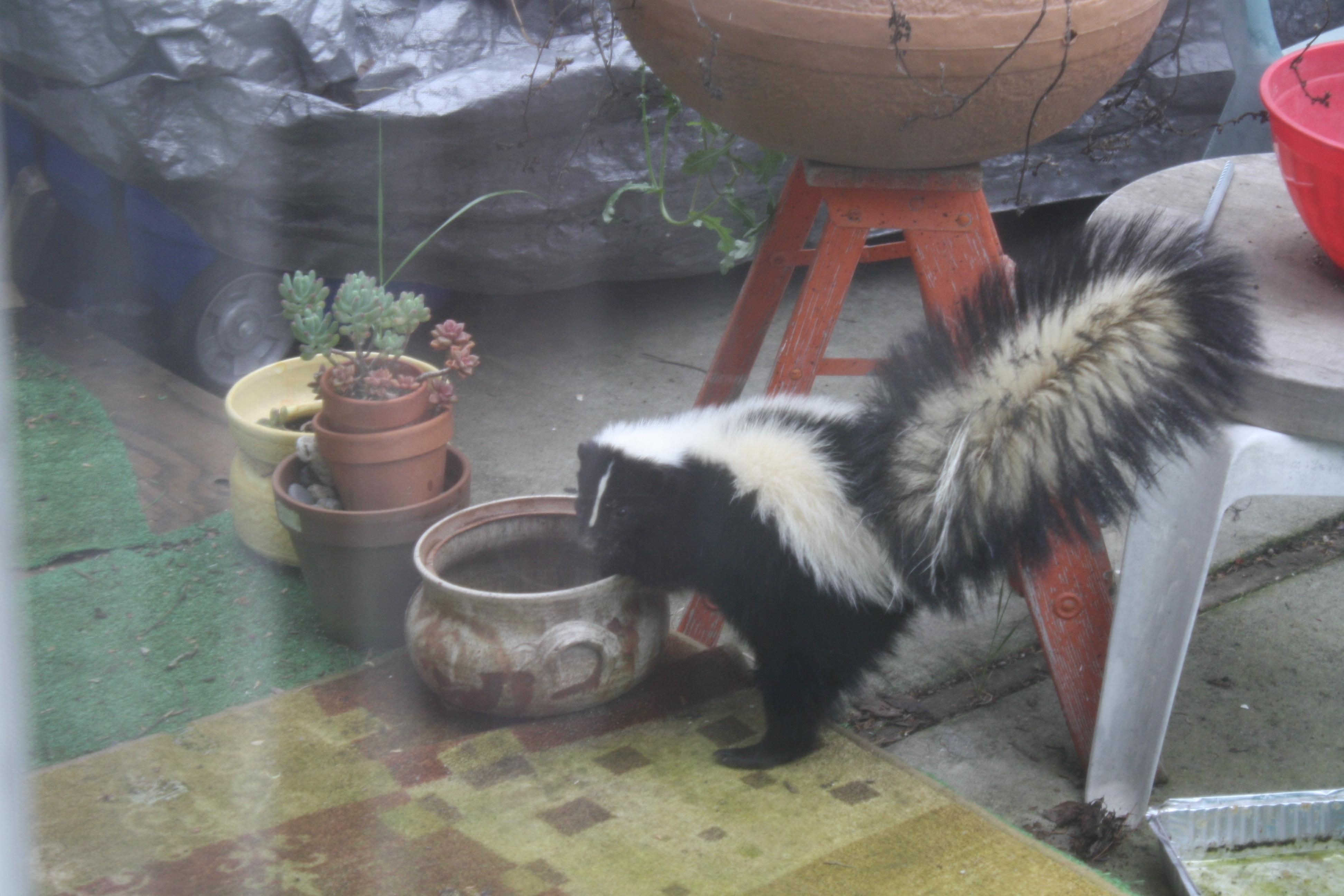 Skunk Takes Up Residence The Mercury News pertaining to dimensions 3888 X 2592