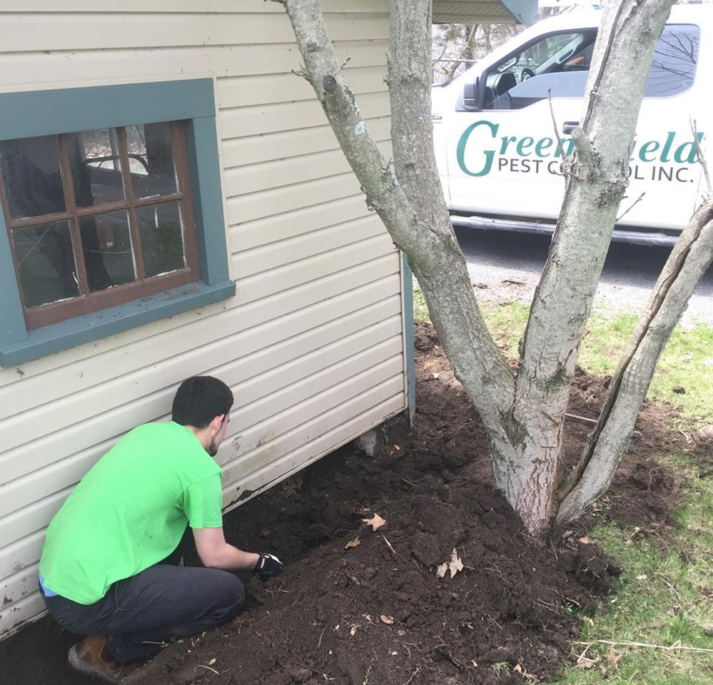 Skunks Burrow Under Sheds Porches And Decks Greenshield Pest Control with regard to proportions 1024 X 984