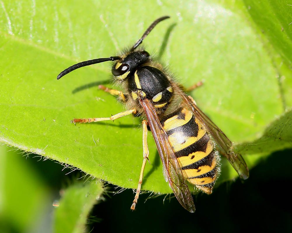 Wasp Repellent 4 Best Products And 5 Diy Natural Ways To Kill Wasp for dimensions 1000 X 799