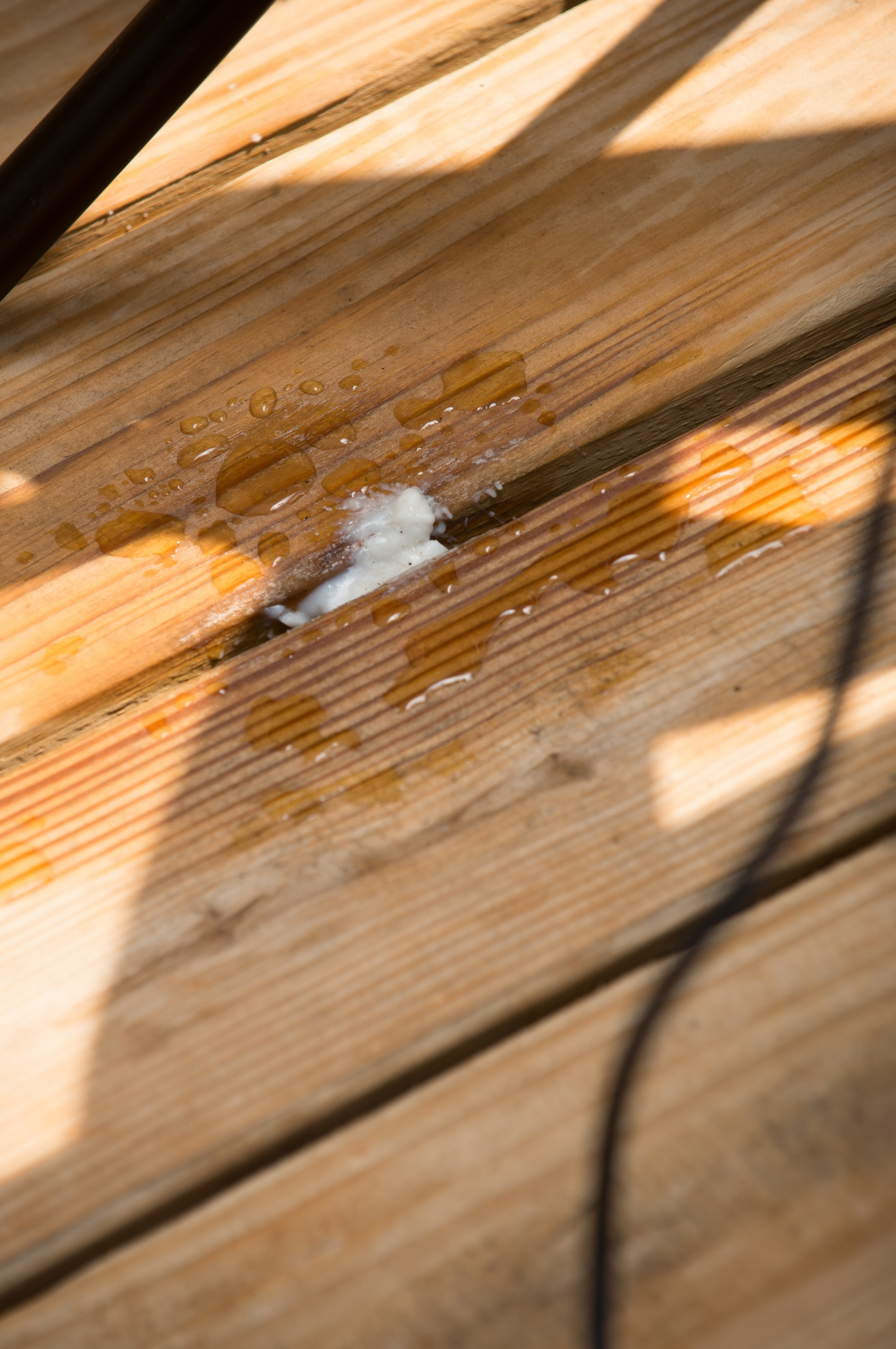 Weird White Foamy Thing On Deck Outside Slime Mold Whatisthisthing in proportions 1696 X 2552