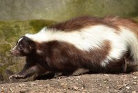 Why Do Skunk Like Living Under My Shed Or Deck inside dimensions 1280 X 640