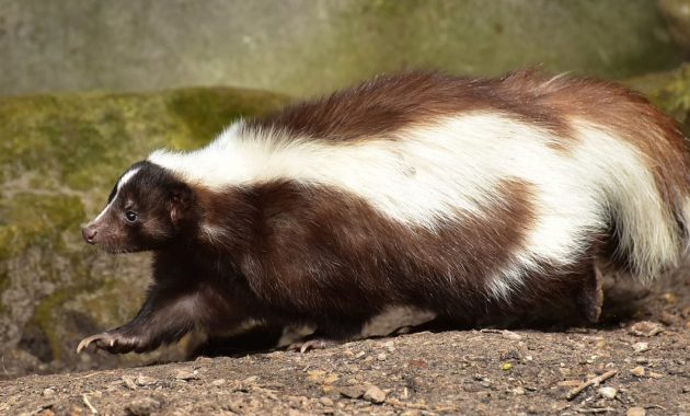 Why Do Skunk Like Living Under My Shed Or Deck inside dimensions 1280 X 640