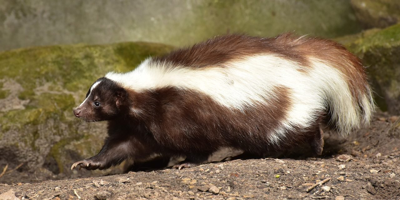 Why Do Skunk Like Living Under My Shed Or Deck regarding dimensions 1280 X 640