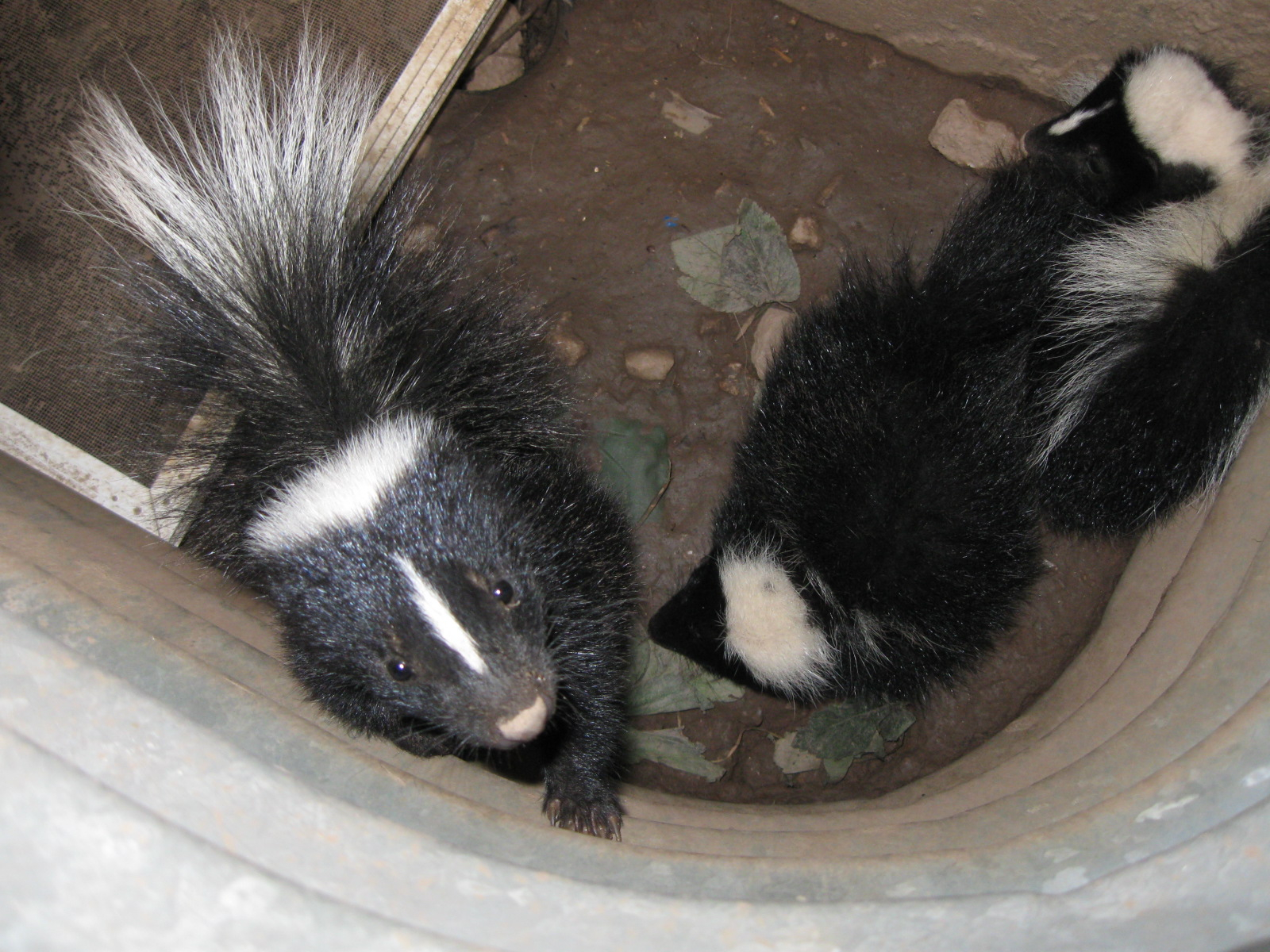 Why Skunks Are Attracted To Your Home Skedaddle in sizing 1600 X 1200