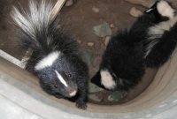 Why Skunks Are Attracted To Your Home Skedaddle within proportions 1600 X 1200