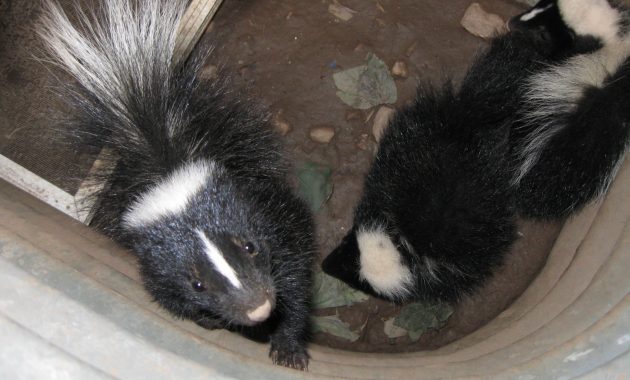 Why Skunks Are Attracted To Your Home Skedaddle within proportions 1600 X 1200