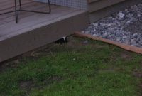 Why You Need To Take Skunk Control Seriously for measurements 1600 X 1200