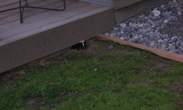 Why You Need To Take Skunk Control Seriously for measurements 1600 X 1200