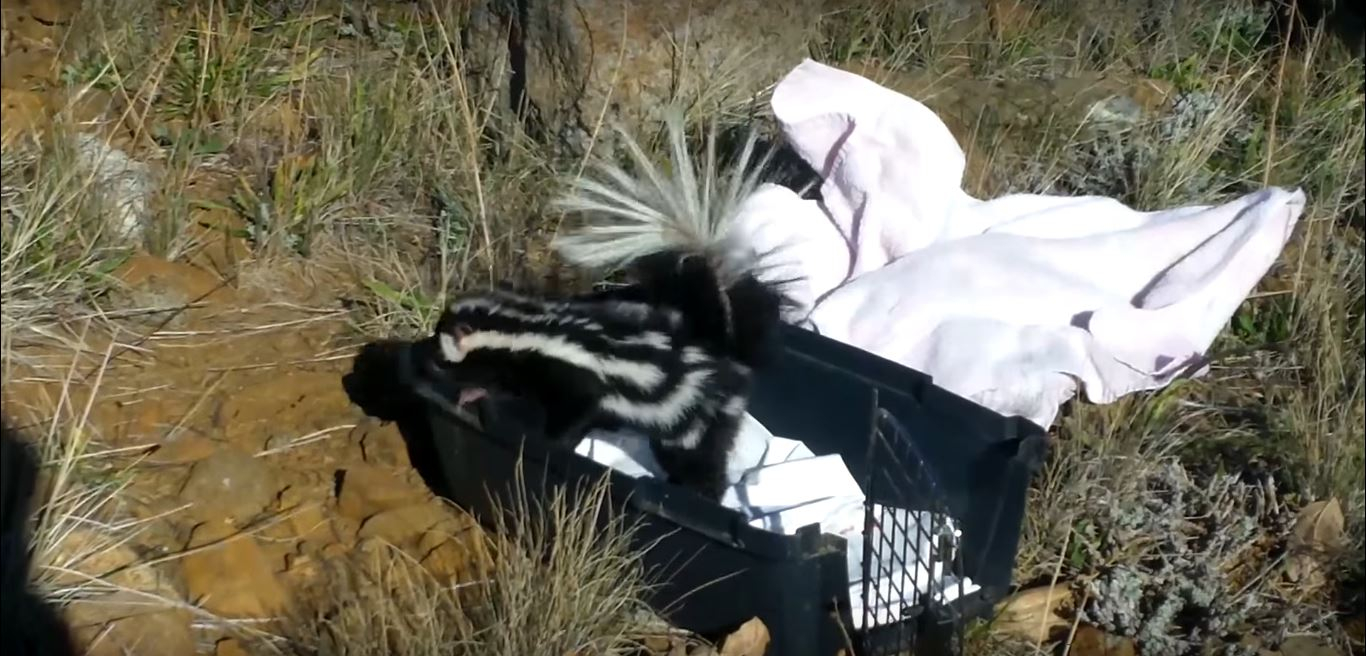 Will A Skunk Under A Shed Have A Nest Of Babies inside measurements 1366 X 656