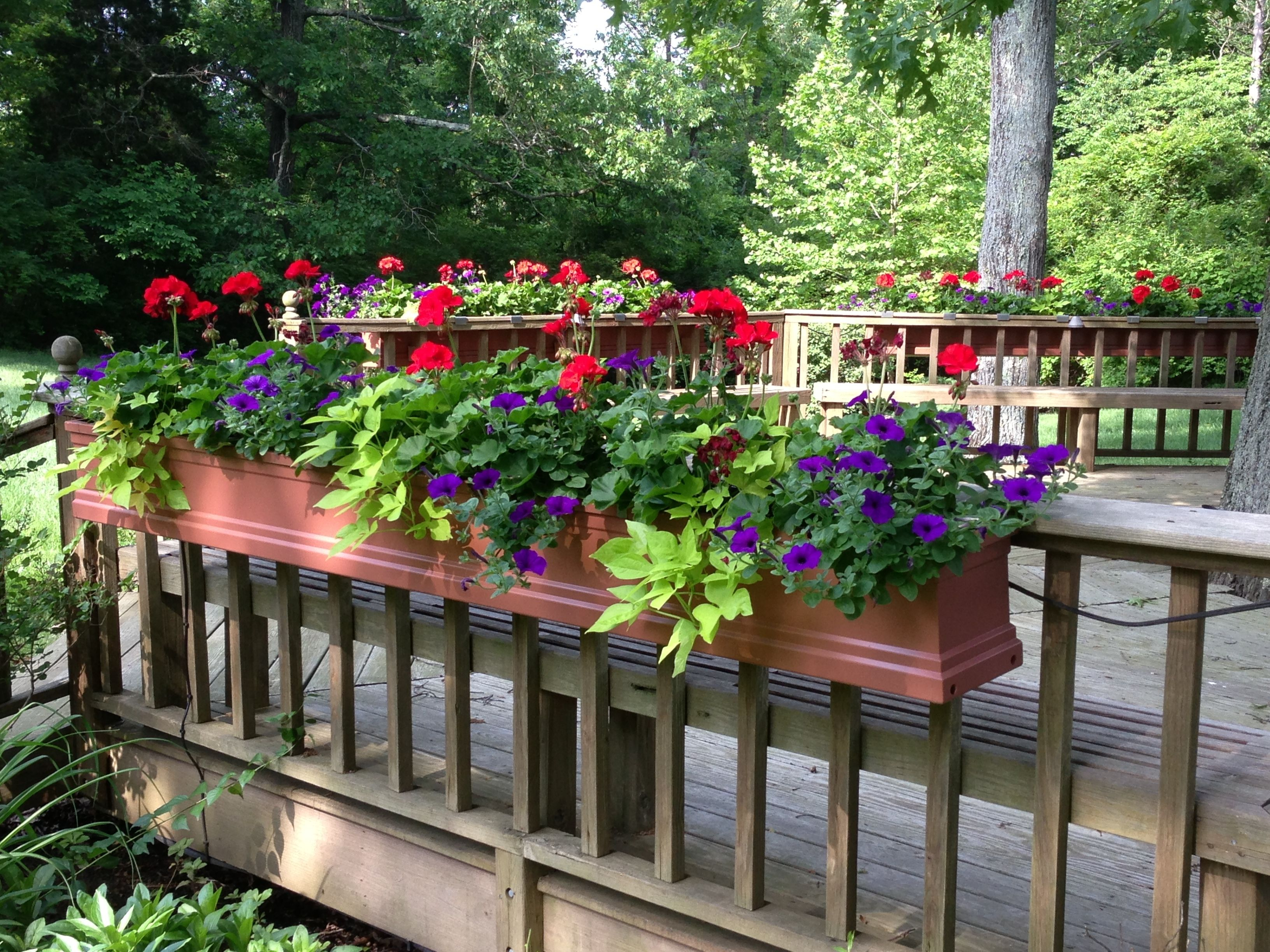 Window Boxes For Deck Railing Too My Flower Service Window Boxes intended for sizing 3264 X 2448